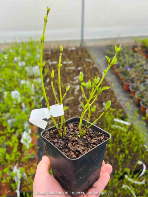 DEREŃ ROZŁOGOWY Cornus 'Flaviramea' ZŁOTE PĘDY ZIMĄ Odporny P9 20CM