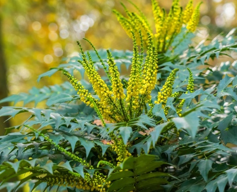 DUŻA ZIMOZIELONA MAHONIA 'Winter Sun' ŻÓŁTE KWIATY ZIMĄ Do Cienia C10