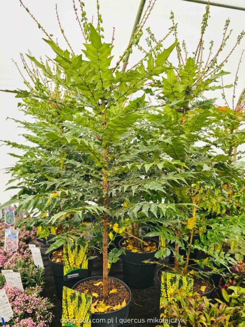 DUŻA ZIMOZIELONA MAHONIA 'Winter Sun' ŻÓŁTE KWIATY ZIMĄ Do Cienia C10