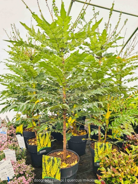 DUŻA ZIMOZIELONA MAHONIA 'Winter Sun' ŻÓŁTE KWIATY ZIMĄ Do Cienia C10