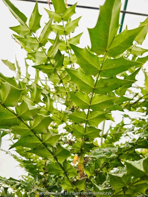 DUŻA ZIMOZIELONA MAHONIA 'Winter Sun' ŻÓŁTE KWIATY ZIMĄ Do Cienia C10