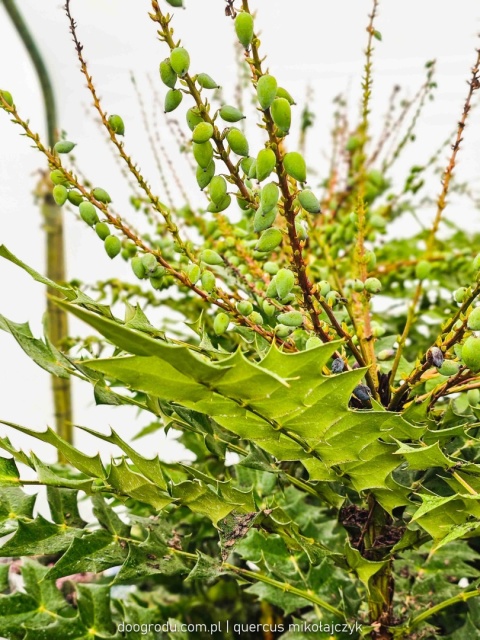 DUŻA ZIMOZIELONA MAHONIA 'Winter Sun' ŻÓŁTE KWIATY ZIMĄ Do Cienia C10