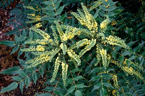 DUŻA ZIMOZIELONA MAHONIA 'Winter Sun' ŻÓŁTE KWIATY ZIMĄ Do Cienia C10