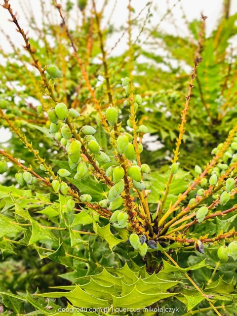 DUŻA ZIMOZIELONA MAHONIA 'Winter Sun' ŻÓŁTE KWIATY ZIMĄ Do Cienia C10