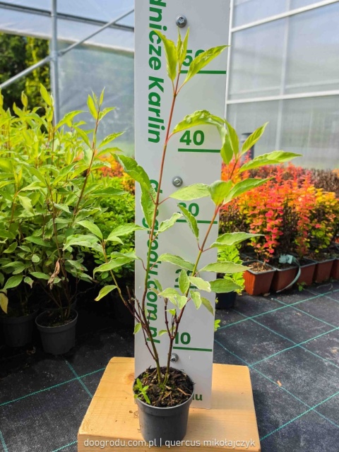 Dereń Elegantissima Zielono Białe liście Czerwone Pędy sadzonka XL P9 20cm