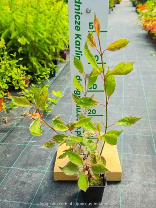 Dereń Miracle Ciemne Pędy kolorowe liście sadzonka XL P9 20cm