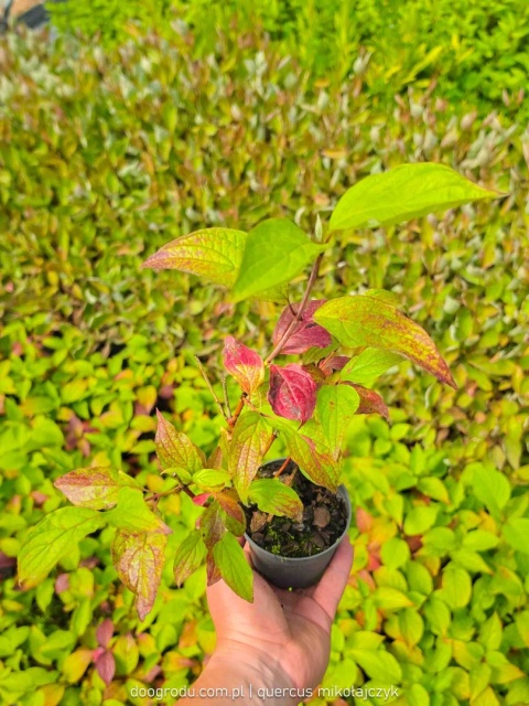 Dereń Sibirica Czerwone pędy przebarwiający liść sadzonka XL P9 20CM
