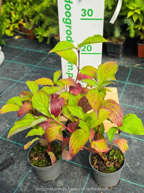 Dereń Sibirica Czerwone pędy przebarwiający liść sadzonka XL P9 20CM