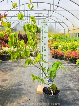 Dereń kousa 'Milky Way' 100-120cm kwitnący Cornus kousa C7,5