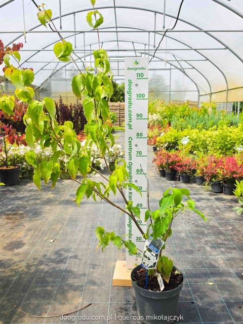 Dereń kousa 'Milky Way' 100-120cm kwitnący Cornus kousa C7,5