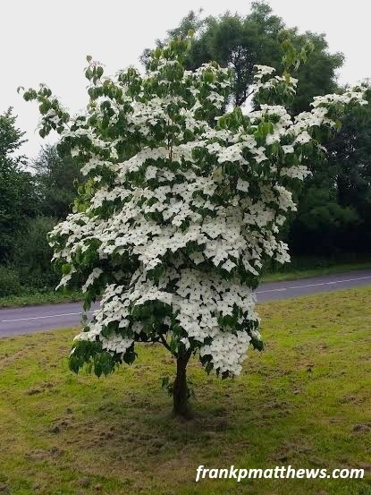 Dereń kousa 'Milky Way' 100-120cm kwitnący Cornus kousa C7,5