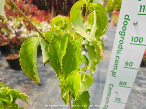 Dereń kousa 'Milky Way' 100-120cm kwitnący Cornus kousa C7,5