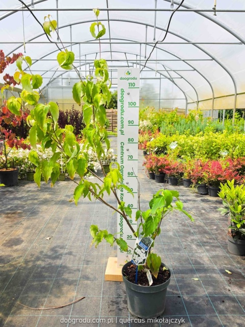 Dereń kousa 'Milky Way' 100-120cm kwitnący Cornus kousa C7,5