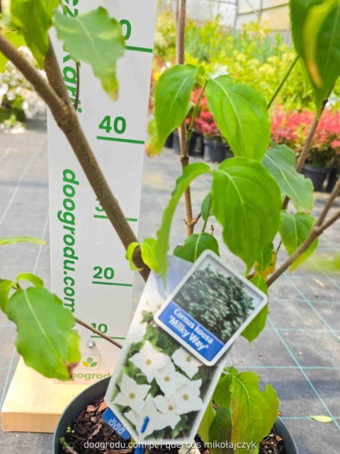 Dereń kousa 'Milky Way' 100-120cm kwitnący Cornus kousa C7,5