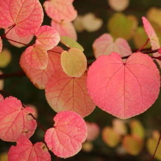 GRUJECZNIK JAPOŃSKI (Cercidiphyllum japonicum) PIĘKNE JESIENNE LIŚCIE C7,5