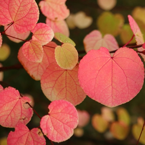 GRUJECZNIK JAPOŃSKI (Cercidiphyllum japonicum) PIĘKNE JESIENNE LIŚCIE C7,5