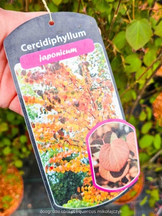 GRUJECZNIK JAPOŃSKI (Cercidiphyllum japonicum) PIĘKNE JESIENNE LIŚCIE C7,5