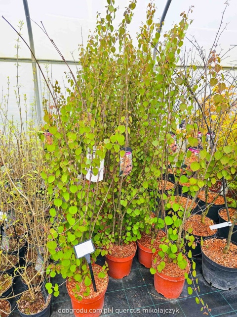 GRUJECZNIK JAPOŃSKI (Cercidiphyllum japonicum) PIĘKNE JESIENNE LIŚCIE C7,5