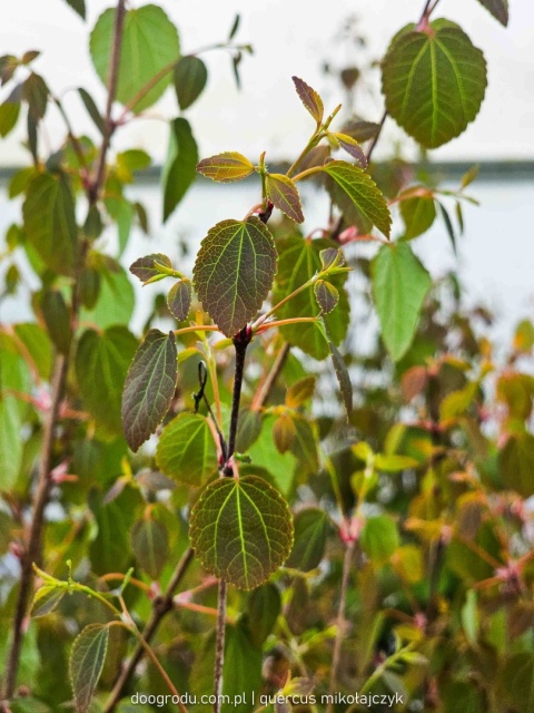 GRUJECZNIK JAPOŃSKI (Cercidiphyllum japonicum) PIĘKNE JESIENNE LIŚCIE C7,5