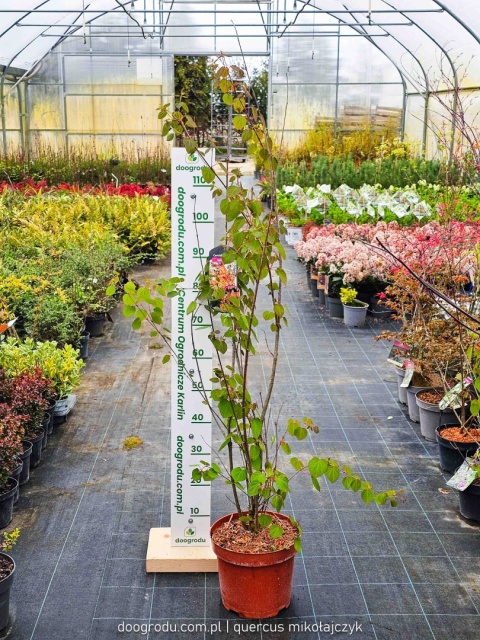 GRUJECZNIK JAPOŃSKI (Cercidiphyllum japonicum) PIĘKNE JESIENNE LIŚCIE C7,5