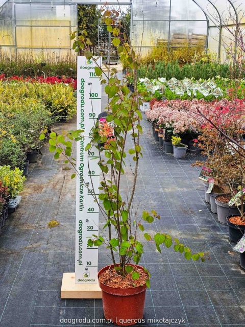 GRUJECZNIK JAPOŃSKI (Cercidiphyllum japonicum) PIĘKNE JESIENNE LIŚCIE C7,5