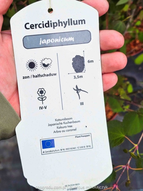 GRUJECZNIK JAPOŃSKI (Cercidiphyllum japonicum) PIĘKNE JESIENNE LIŚCIE C7,5