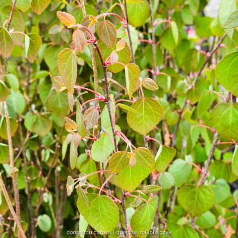 GRUJECZNIK JAPOŃSKI (Cercidiphyllum japonicum) PIĘKNE JESIENNE LIŚCIE C7,5