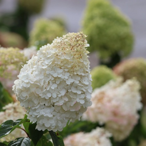 HORTENSJA BUKIETOWA 'Grandiflora' Hydrangea pan. OGROMNE BIAŁE KWIATY C3