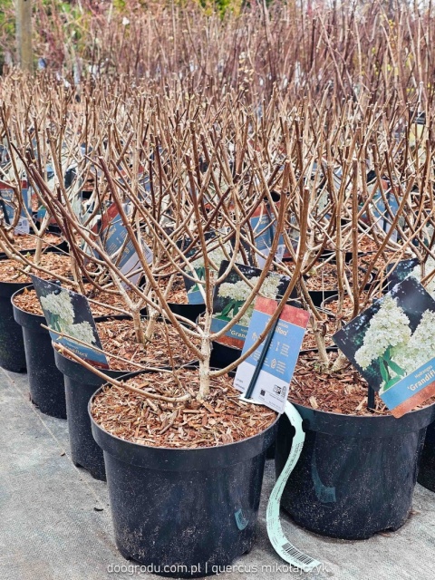 HORTENSJA BUKIETOWA 'Grandiflora' Hydrangea pan. OGROMNE BIAŁE KWIATY C3