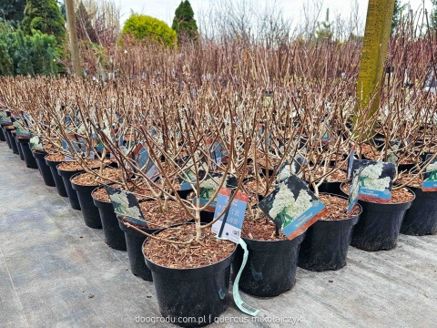 HORTENSJA BUKIETOWA 'Grandiflora' Hydrangea pan. OGROMNE BIAŁE KWIATY C3