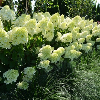HORTENSJA BUKIETOWA Hydrangea 'Polar Bear' OGROMNE BIAŁE KWIATOSTANY C2
