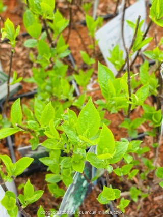 HORTENSJA BUKIETOWA Hydrangea 'Polar Bear' OGROMNE BIAŁE KWIATOSTANY C2