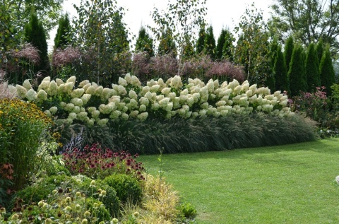HORTENSJA BUKIETOWA Hydrangea 'Polar Bear' OGROMNE BIAŁE KWIATOSTANY C2