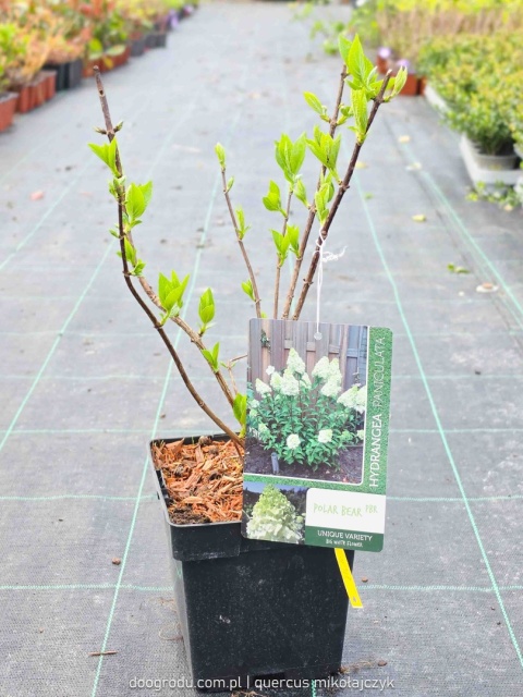 HORTENSJA BUKIETOWA Hydrangea 'Polar Bear' OGROMNE BIAŁE KWIATOSTANY C2