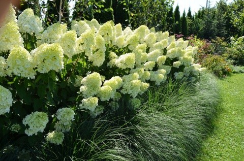 HORTENSJA BUKIETOWA Hydrangea 'Polar Bear' OGROMNE BIAŁE KWIATOSTANY C2