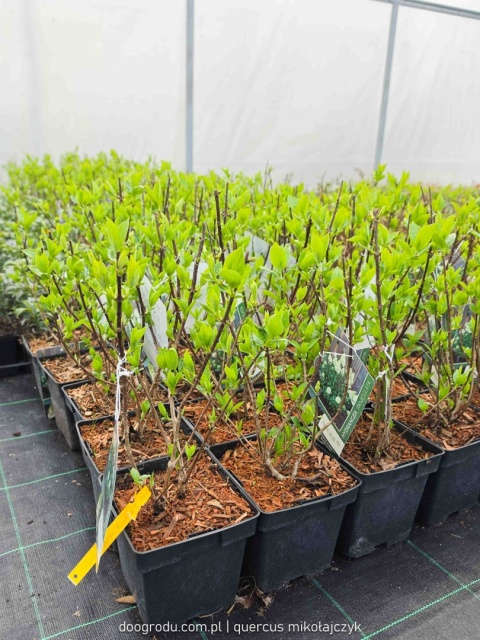 HORTENSJA BUKIETOWA Hydrangea 'Polar Bear' OGROMNE BIAŁE KWIATOSTANY C2