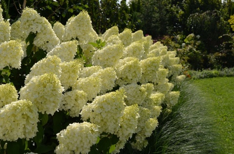 HORTENSJA BUKIETOWA Hydrangea 'Polar Bear' OGROMNE BIAŁE KWIATOSTANY C2
