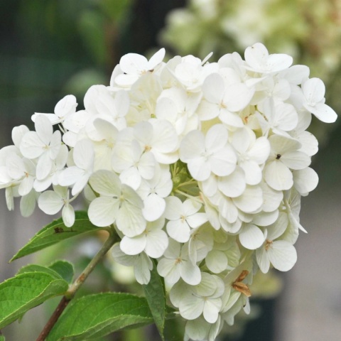 HORTENSJA BUKIETOWA Hydrangea 'Polar Bear' OGROMNE BIAŁE KWIATOSTANY C2