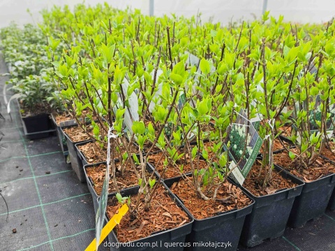 HORTENSJA BUKIETOWA Hydrangea 'Polar Bear' OGROMNE BIAŁE KWIATOSTANY C2