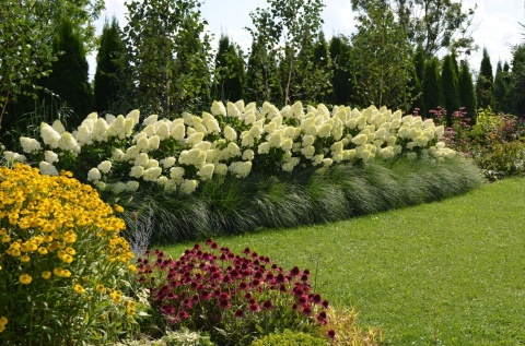 HORTENSJA BUKIETOWA Hydrangea 'Polar Bear' OGROMNE BIAŁE KWIATOSTANY C2