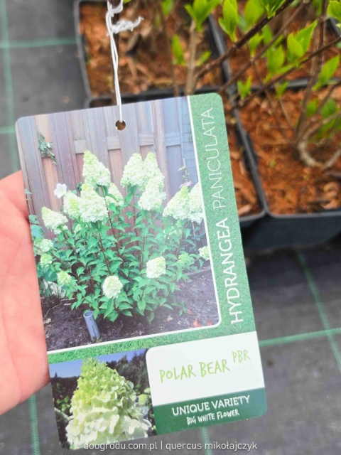 HORTENSJA BUKIETOWA Hydrangea 'Polar Bear' OGROMNE BIAŁE KWIATOSTANY C2