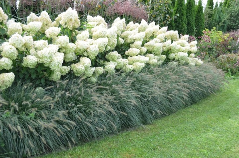 HORTENSJA BUKIETOWA Hydrangea 'Polar Bear' OGROMNE BIAŁE KWIATOSTANY C2