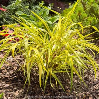 Hakonechloa Aureola macra smukła żółta paskowana sadzonka dwubarwna C2 XL