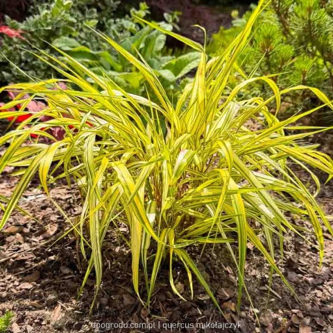 Hakonechloa Aureola macra smukła żółta paskowana sadzonka dwubarwna C2 XL