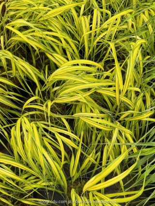 Hakonechloa Aureola macra smukła żółta paskowana sadzonka dwubarwna C2 XL
