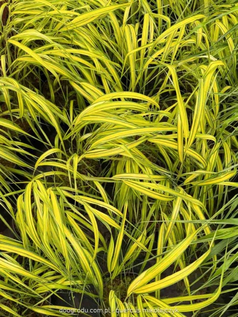 Hakonechloa Aureola macra smukła żółta paskowana sadzonka dwubarwna C2 XL