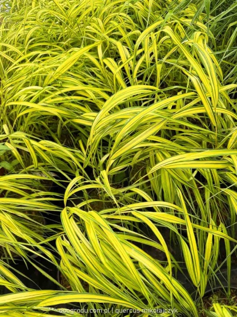 Hakonechloa Aureola macra smukła żółta paskowana sadzonka dwubarwna C2 XL
