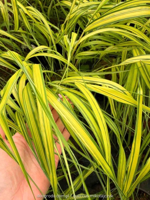 Hakonechloa Aureola macra smukła żółta paskowana sadzonka dwubarwna C2 XL