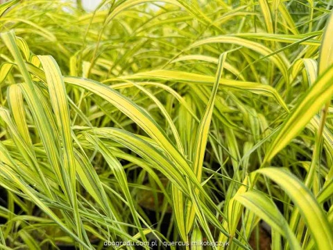 Hakonechloa Aureola macra smukła żółta paskowana sadzonka dwubarwna C2 XL