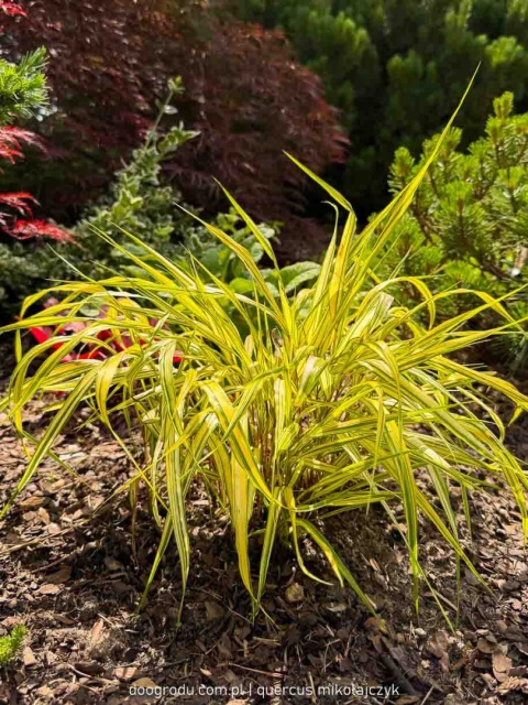Hakonechloa Aureola macra smukła żółta paskowana sadzonka dwubarwna C2 XL